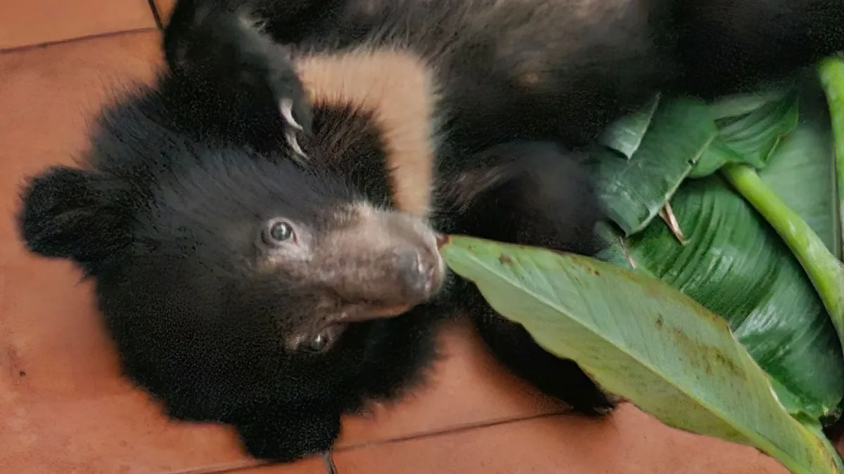 We Rescued A Sun Bear And A Moon Bear Cub In One Day