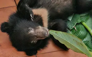 We Rescued A Sun Bear And A Moon Bear Cub In One Day