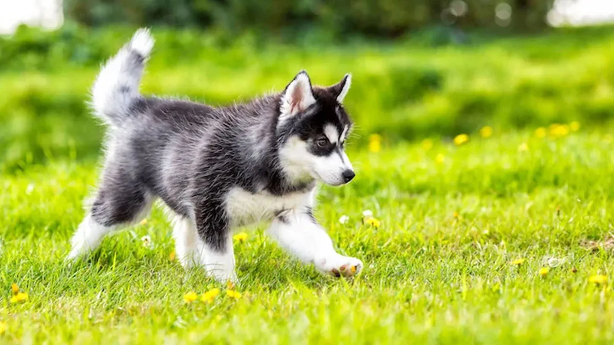 Adorable Alert: Identify These Puppy Breeds