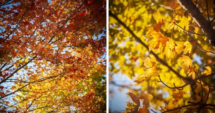 Early Fall