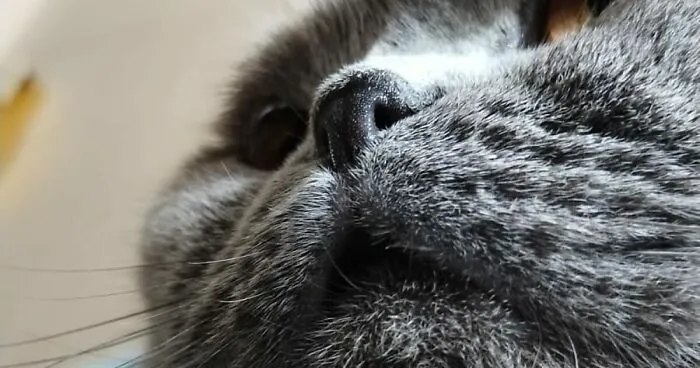 Hey Pandas, Share Cute Pictures Of Your Pets Dong Silly Things (Closed)