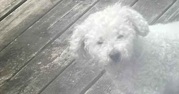 Hey Pandas, Post Your Favorite Funny Or Cute Photo Of Your Pet (Closed)
