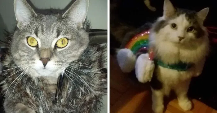Hey Pandas, Share Your Pets' Halloween Costumes (Closed)