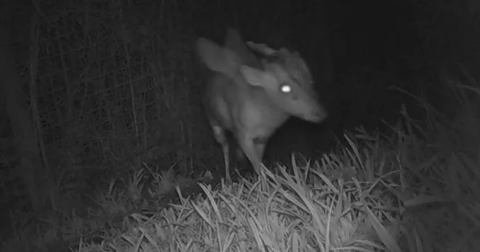 "Is It A Unicorn?": Zoo Officials Stumped By "Mysterious Winged And Horned Creature" Caught On Camera