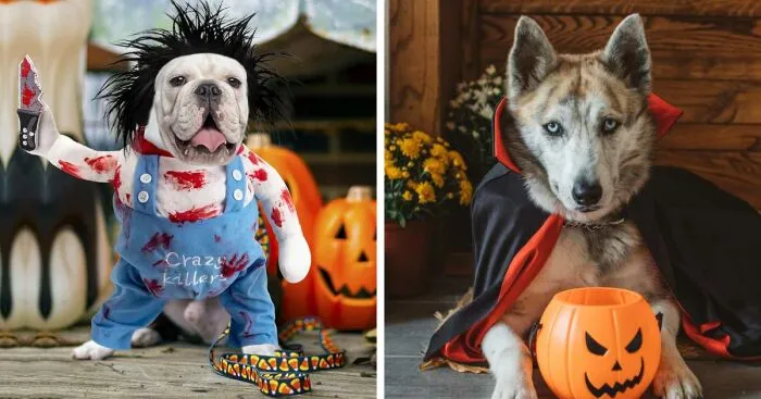 10 Photos Of Dogs With Halloween Costumes