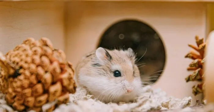 Hey Pandas, Can You Show Me Pictures Of Your Pet? (Closed)