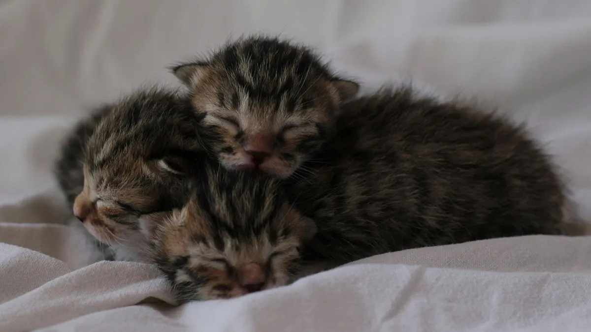 Mom Demands Woman Get Rid Of Her Own Cat Because Of Pregnant Daughter, Gets Banned From House