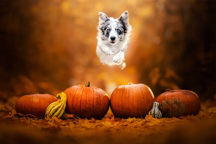 Jumping Into Howl-O-Ween!