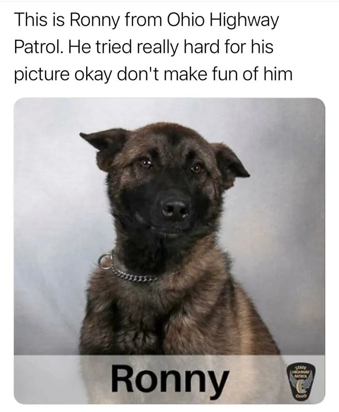 50 Times Animals Were Funnier And More Relatable Than People