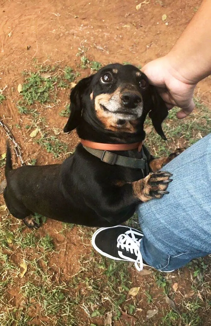 We Don't Deserve Dogs