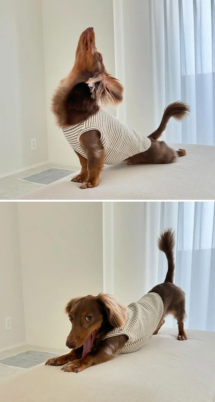 Dachshund Yoga