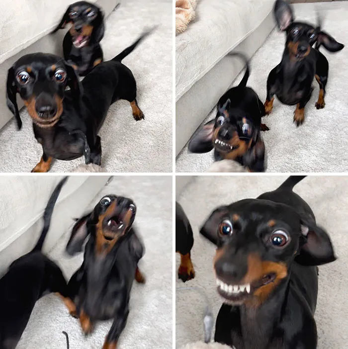 These Are Screenshots Of When My Dachshunds See A Wind-Up Rat