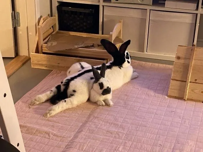 Folks Online Can’t Get Enough Of These 42 Pics Capturing The Cutest And Funniest Animals Ever