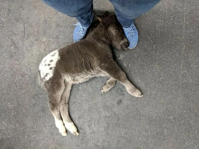 Folks Online Can’t Get Enough Of These 42 Pics Capturing The Cutest And Funniest Animals Ever