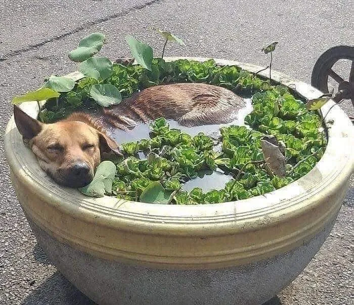 Folks Online Can’t Get Enough Of These 42 Pics Capturing The Cutest And Funniest Animals Ever
