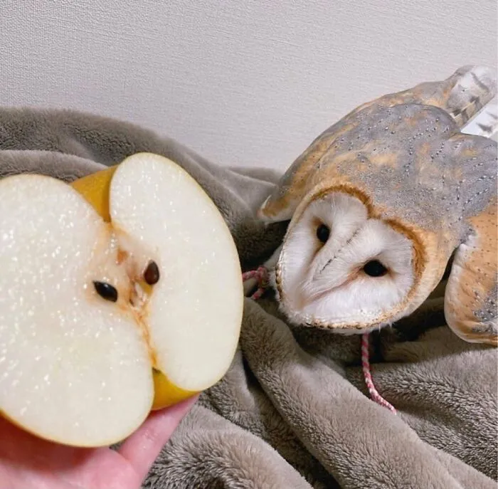 Folks Online Can’t Get Enough Of These 42 Pics Capturing The Cutest And Funniest Animals Ever