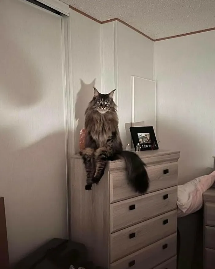 Folks Online Can’t Get Enough Of These 42 Pics Capturing The Cutest And Funniest Animals Ever