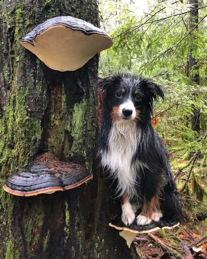 Folks Online Can’t Get Enough Of These 42 Pics Capturing The Cutest And Funniest Animals Ever