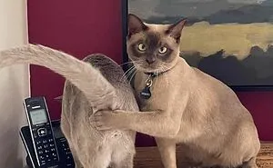 Folks Online Can’t Get Enough Of These 42 Pics Capturing The Cutest And Funniest Animals Ever