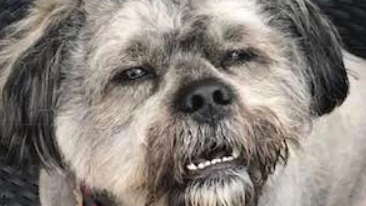 Scots Have The Best Sense Of Humor And These 50 Memes Prove It