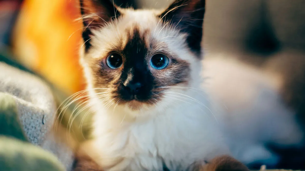 GF Wants A Pet, BF Says Anything But A Cat Is Fine, She Buys A Kitten Anyway, BF Breaks Up With Her