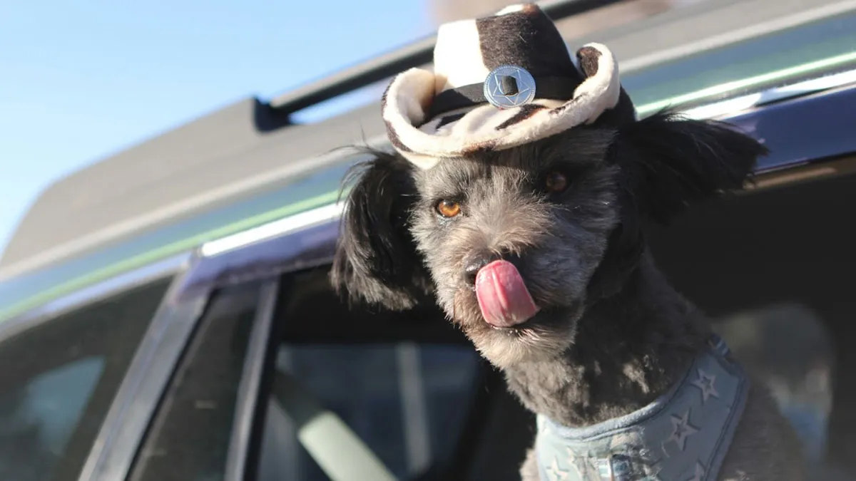 16 Halloween Doggies, But Only One Can Be Crowned The Cutest 