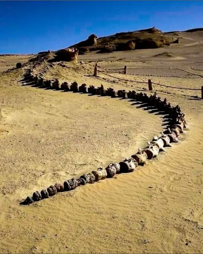 En el árido Wadi Al Hitan, una región desértica egipcia, se ha descubierto un esqueleto de ballena de 37 millones de años.