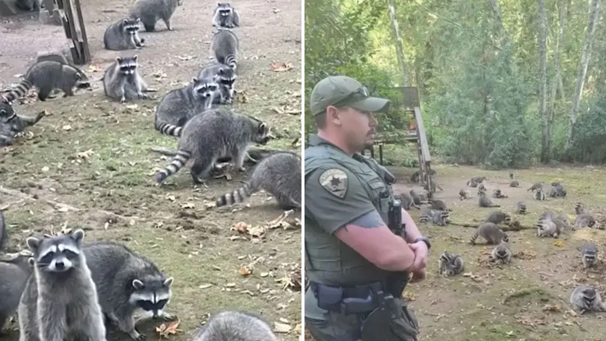 "Her Own Damn Fault!": Woman Calls 911 After Over 100 Raccoons Swarm Her Yard "Demanding Food"