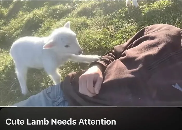 Folks Online Can’t Get Enough Of These 42 Pics Capturing The Cutest And Funniest Animals Ever