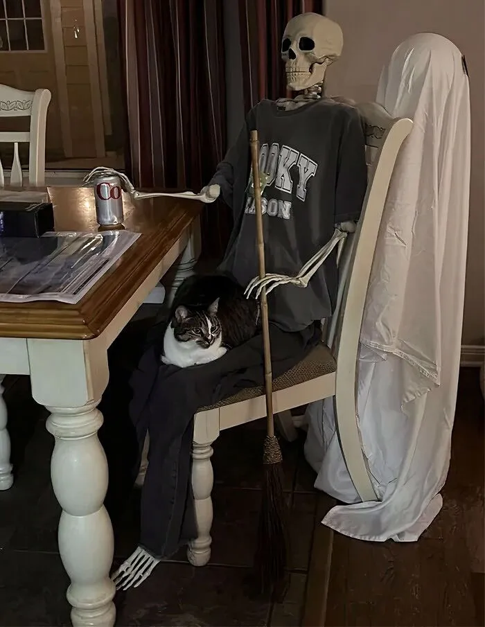 My Cat Is Very Fond Of This Skeleton I Brought Home