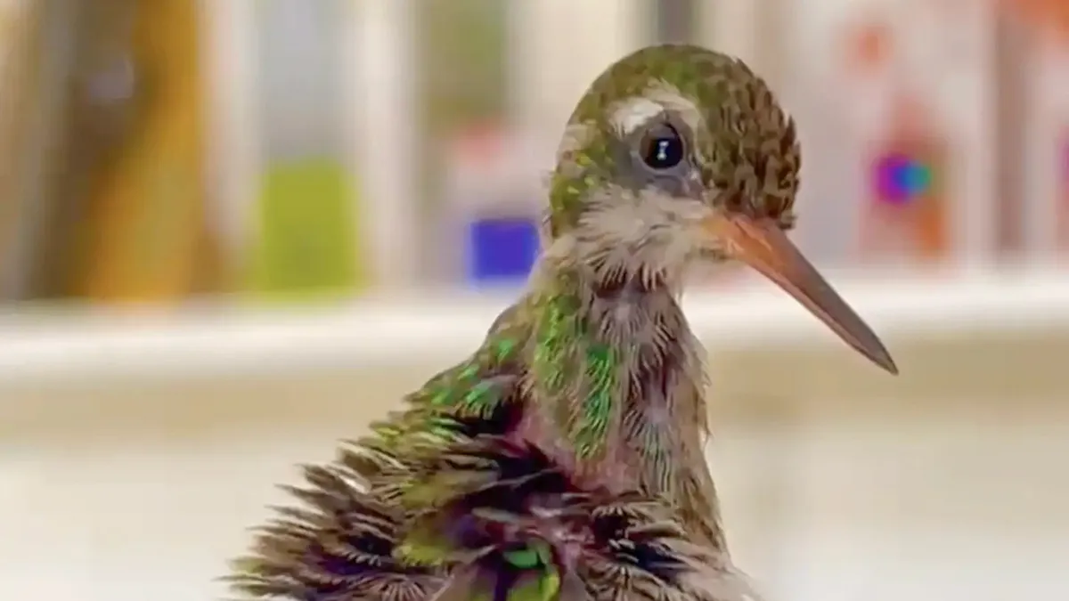 This Guy Saved A Baby Hummingbird And Soon Found Out She Wasn’t Alone