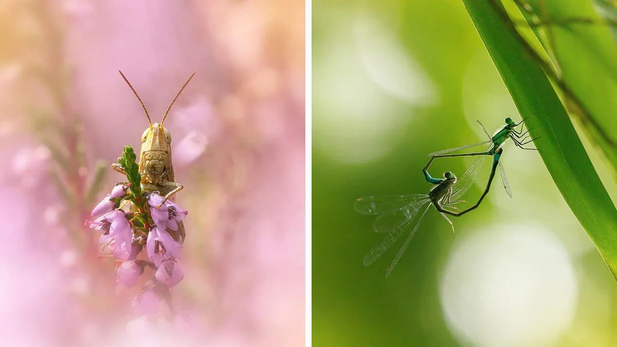I’m A Macro Photographer, Focusing On The Small Things That Usually Go Unnoticed (28 Pics)