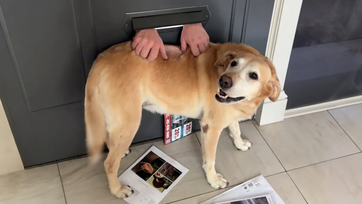 Mailman Finds A Hilarious Way To Greet Beloved Dog Each Morning On His Route