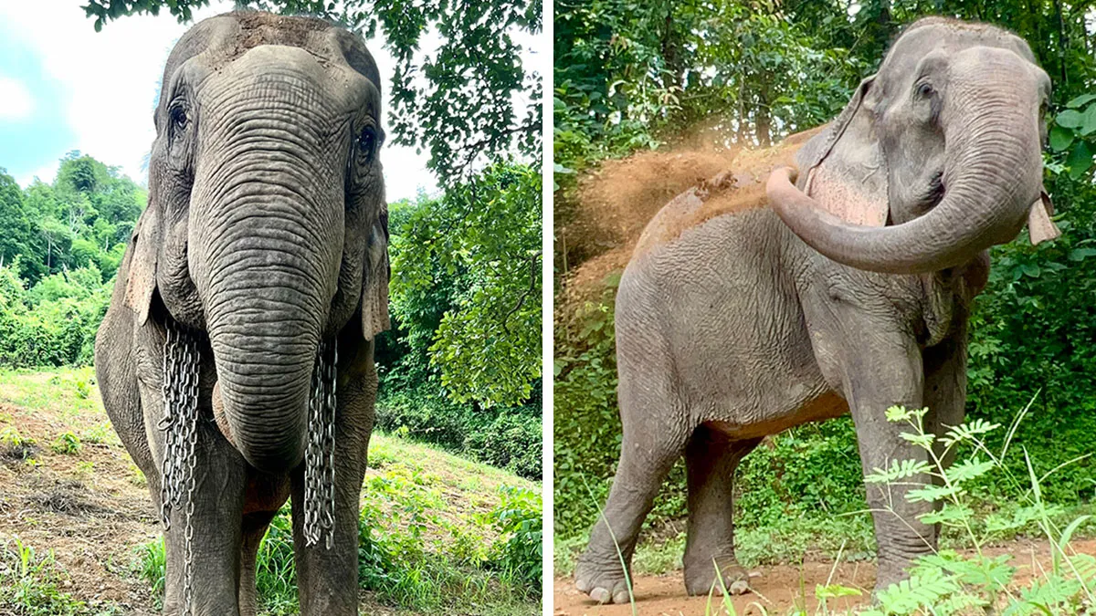 Mare Noi, An Elephant That Endured Cruelty For 41 Years, Is Finally Free Of Her Chains