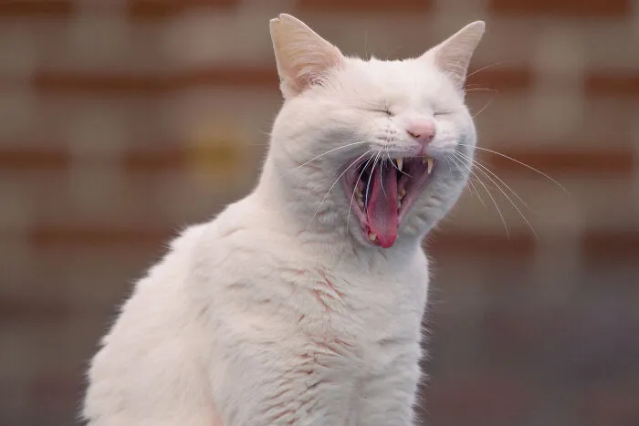I Photographed 40 Street Cats To Celebrate Their Quirky And Endearing Personalities
