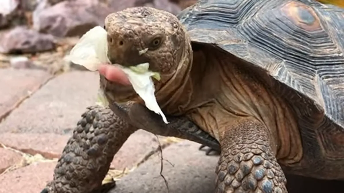People Online Are Obsessed With This Cute Tortoise And His Owner, Who Got A Matching Manicure