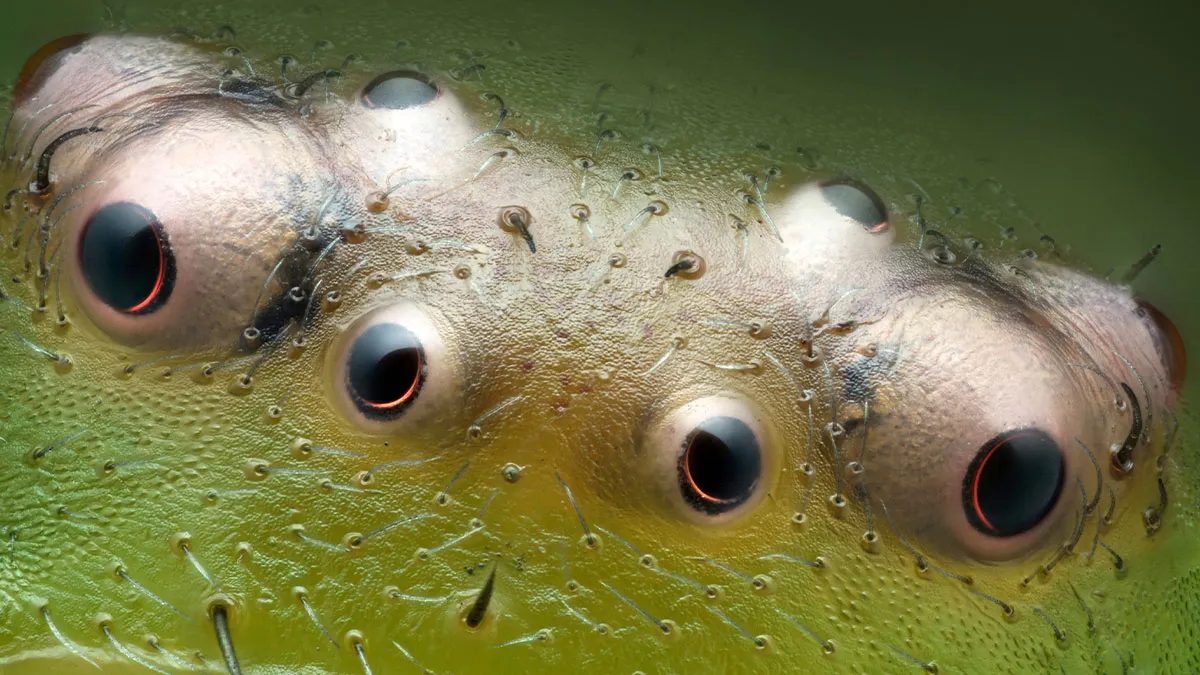 30 Mind-Blowing Microscopic Images From The 2024 Nikon Small World Photomicrography Contest