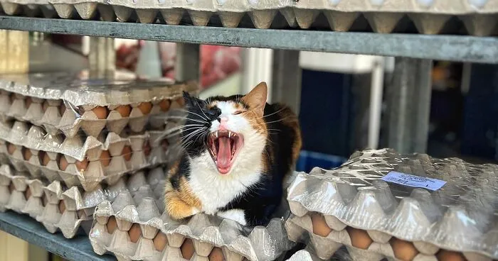 City Cats Of Istanbul: 30 Beautiful Moments Captured By Marcel Heijnen