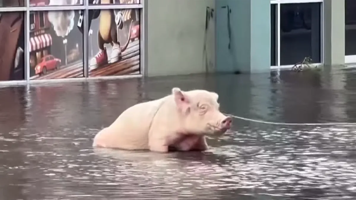 Pig Who Was Left Tied To Petrol Station Before Hurricane Gets Rescued, And People Online Love It