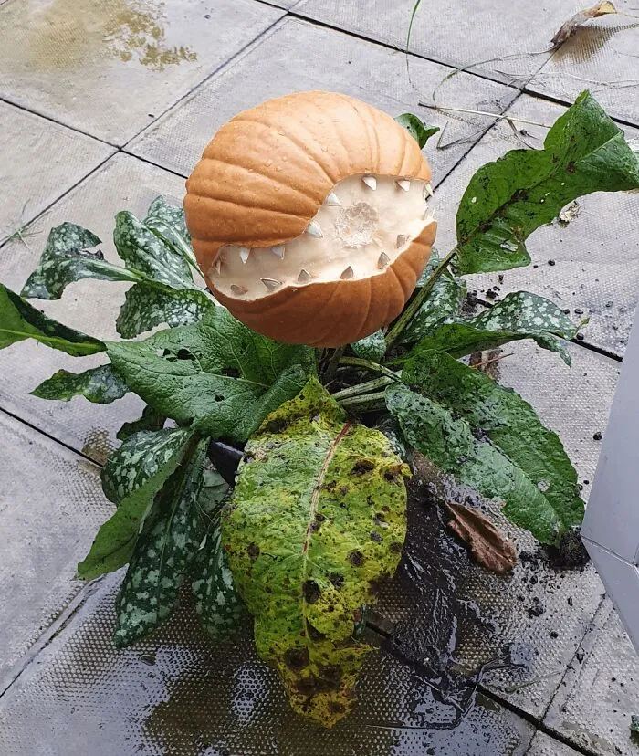 45 Spooky, Quirky, And Jaw-Droppingly Charming Pumpkin Carvings Shared By Folks Online