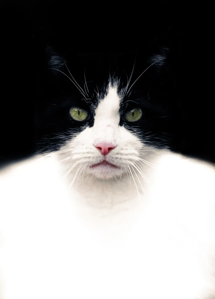 I Photographed 40 Street Cats To Celebrate Their Quirky And Endearing Personalities