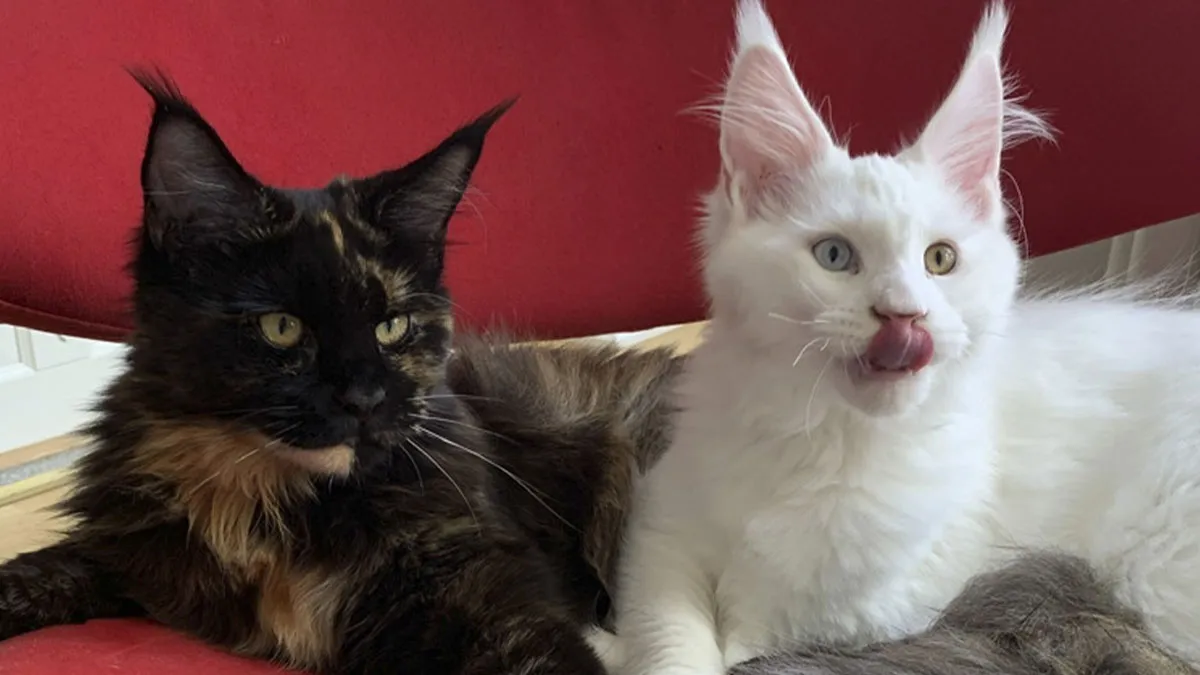 25 Pics Of Purrfect Duos And Trios That Made Lovecats’ International Wall Calendar Over The Last Decade