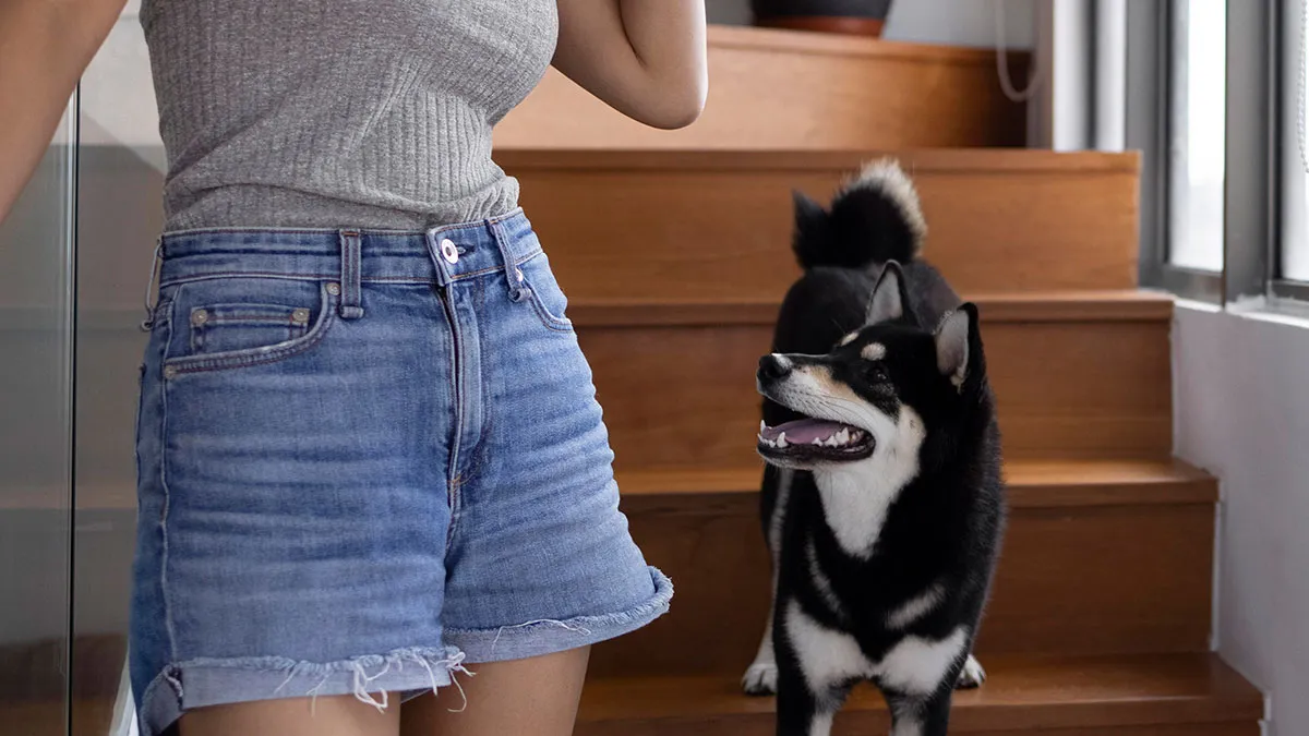 Estate Agent Allows Buyer’s Dog Into Family Home, Security Footage Exposes The Truth