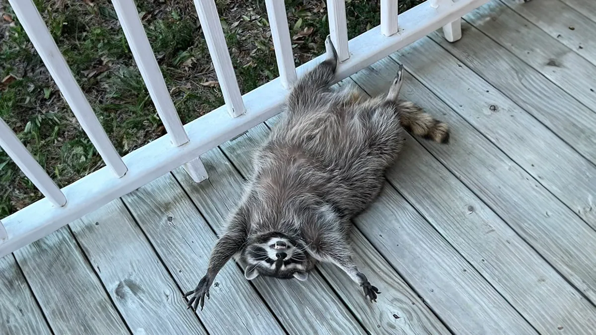 If You’re Having A Tough Day, Biscuits The Raccoon May Just Bring Your Smile Back