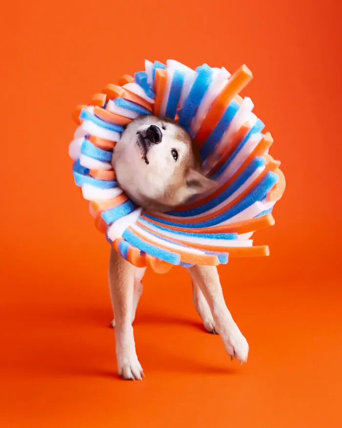"Cone Of Shame": 14 Playful Dog Photographs By Winnie Au