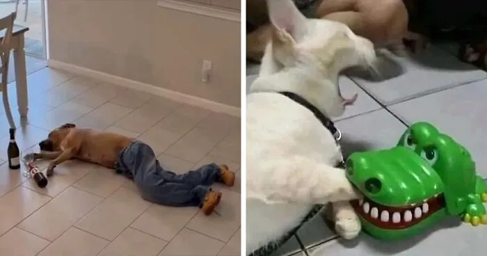 Pet Mischief On Camera: Photos Of Cats And Dogs Being Adorable