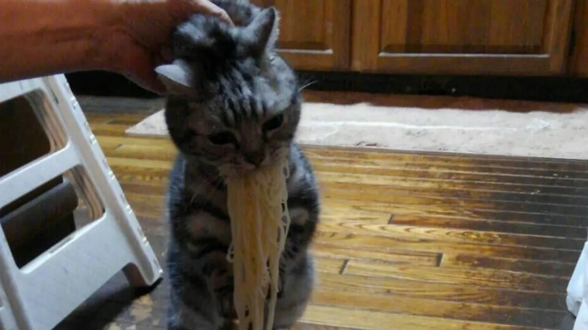 35 Hilariously Random Cat Pics To Make Your Day At Least 68.9% Better