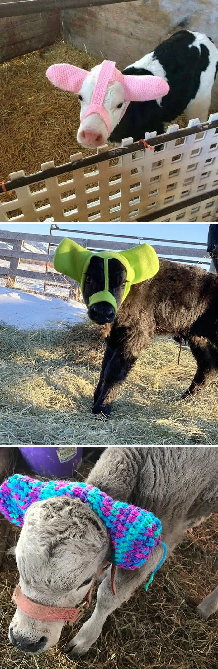 Farmers Put Earmuffs On Baby Cows During Winter To Protect Them From Chilling Frostbite