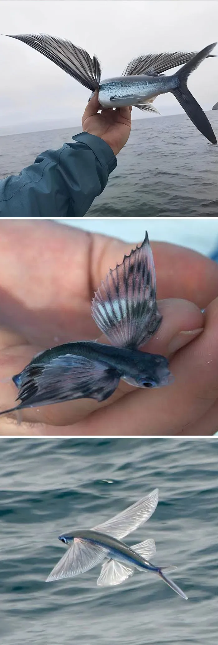This Is What A Flying Fish Look Like Up Close