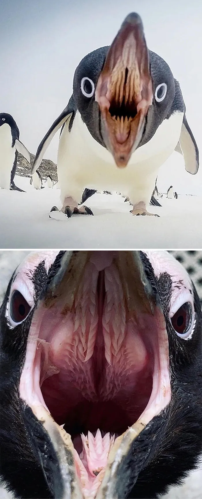 Penguins’ Mouths Contain Pronounced Growths Called Papillae Which Look Like Sharp Spines